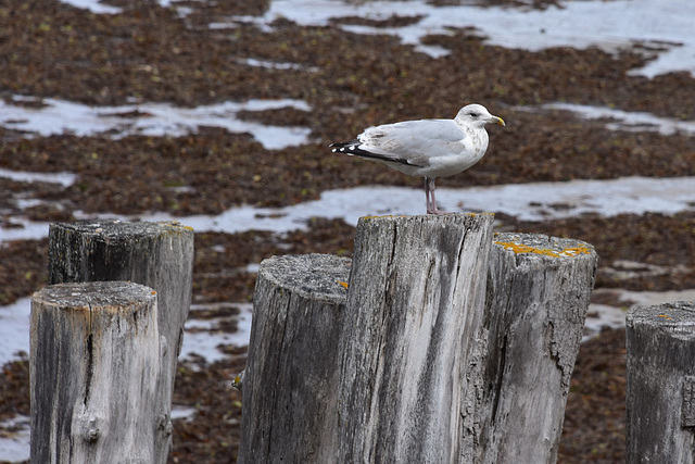 mouette en stand by