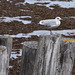 mouette en stand by