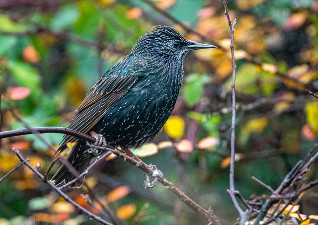 Starling