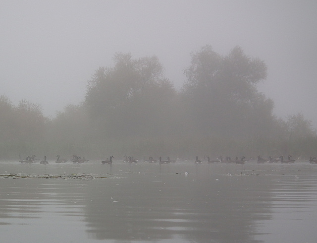 des oiseaux dans le brouillard