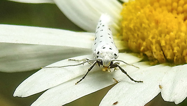 20210722 1878CPw [D~LIP] Pfaffenhütchen-Gespinstmotte (Yponomeuta cagnagella), Wiesen-Margarite (Lucanthemum Vulgare agg), Bad Salzuflen