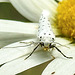 20210722 1878CPw [D~LIP] Pfaffenhütchen-Gespinstmotte (Yponomeuta cagnagella), Wiesen-Margarite (Lucanthemum Vulgare agg), Bad Salzuflen