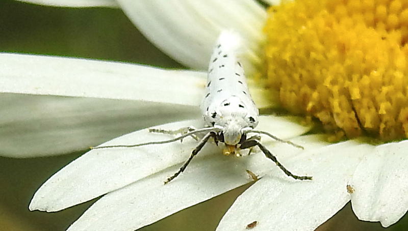 20210722 1878CPw [D~LIP] Pfaffenhütchen-Gespinstmotte (Yponomeuta cagnagella), Wiesen-Margarite (Lucanthemum Vulgare agg), Bad Salzuflen