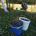 Harvesting plums