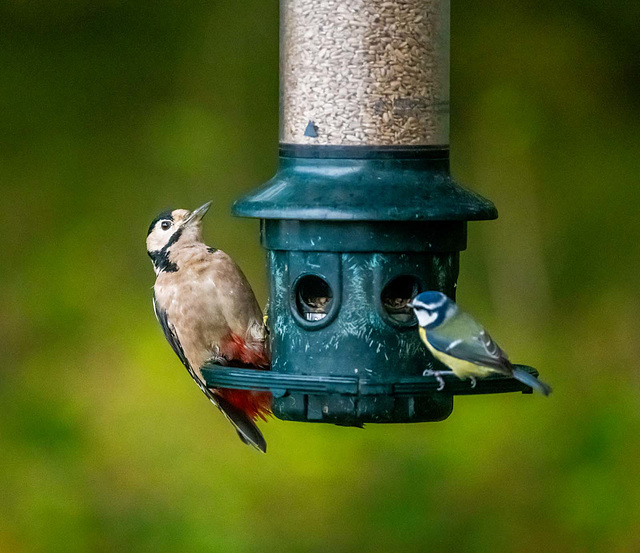 Great spotted woodpecker and blue tit
