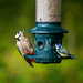 Great spotted woodpecker and blue tit