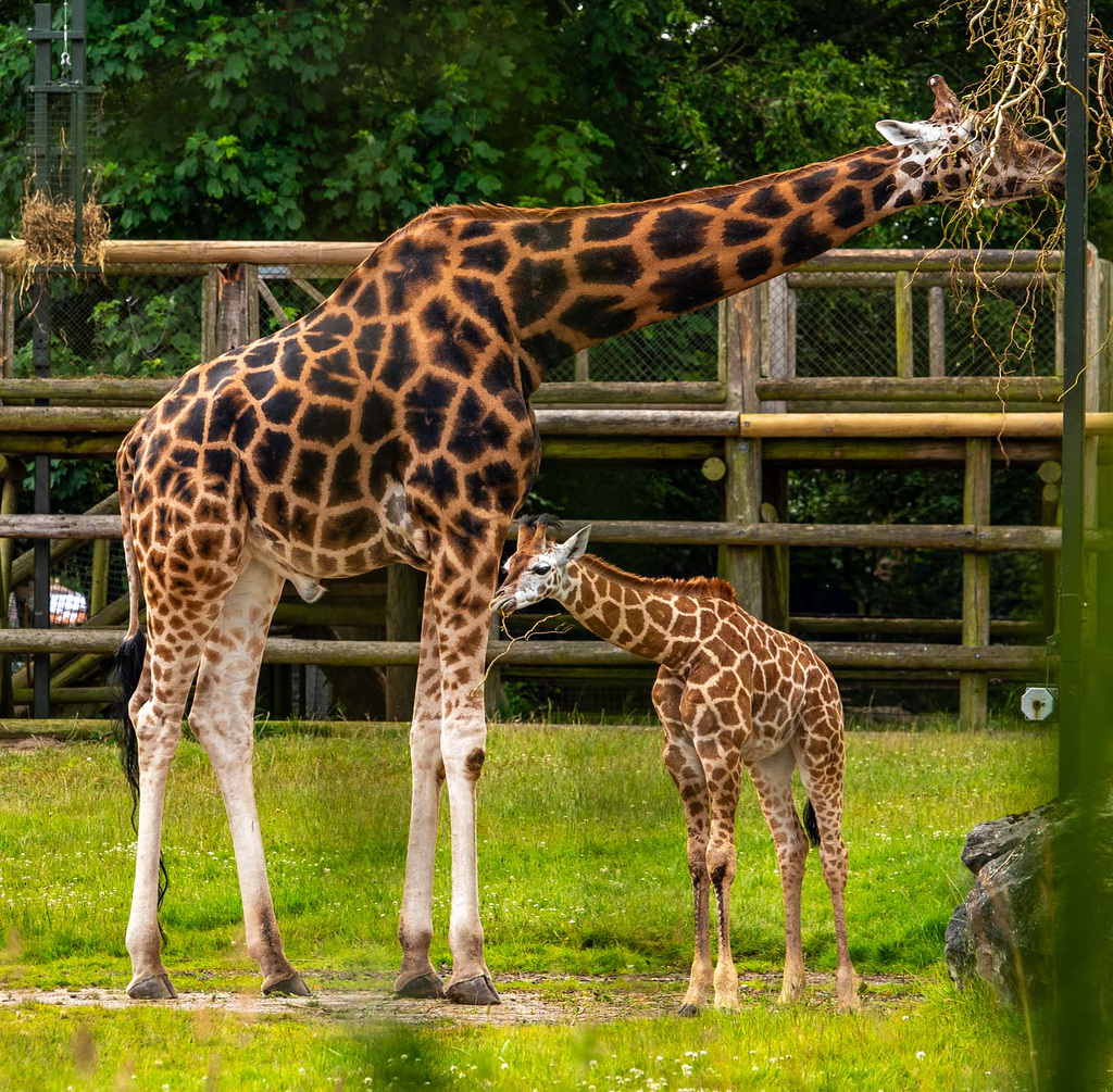 Giraffes