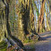 Help,..the forest walk away