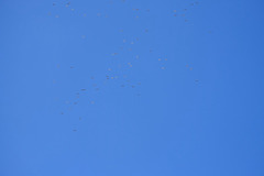 Large gulls overhead