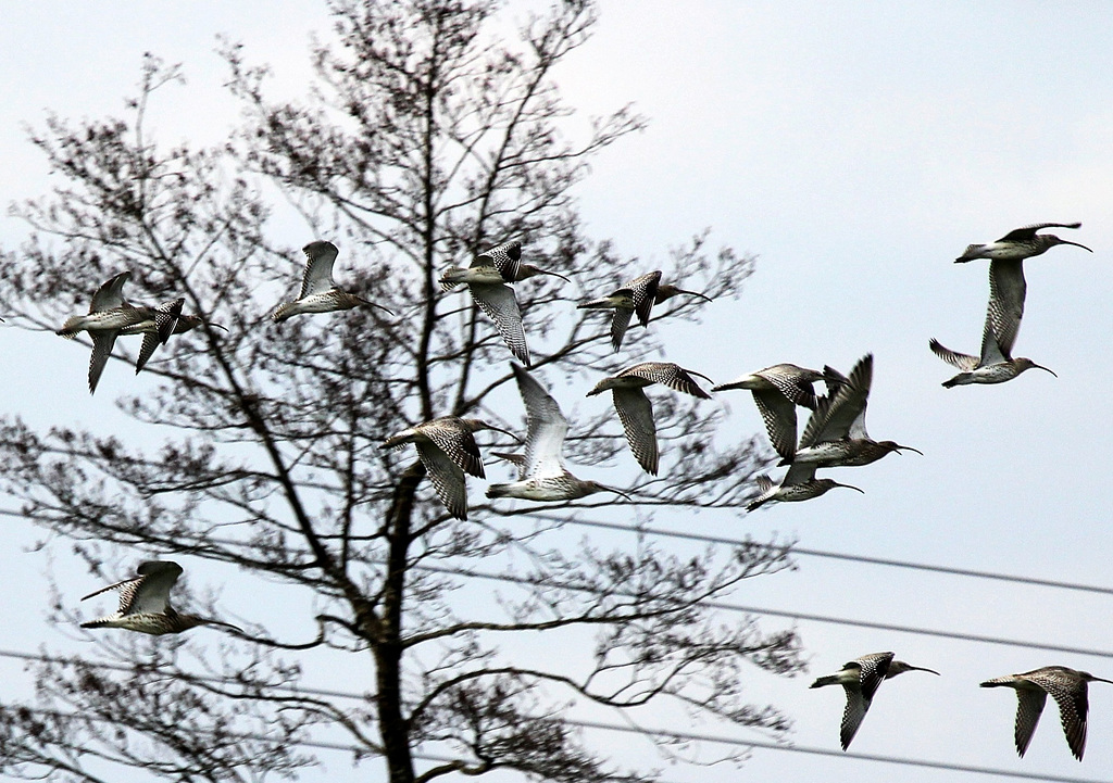 Große Brachvögel am Chiemsee