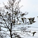 Große Brachvögel am Chiemsee