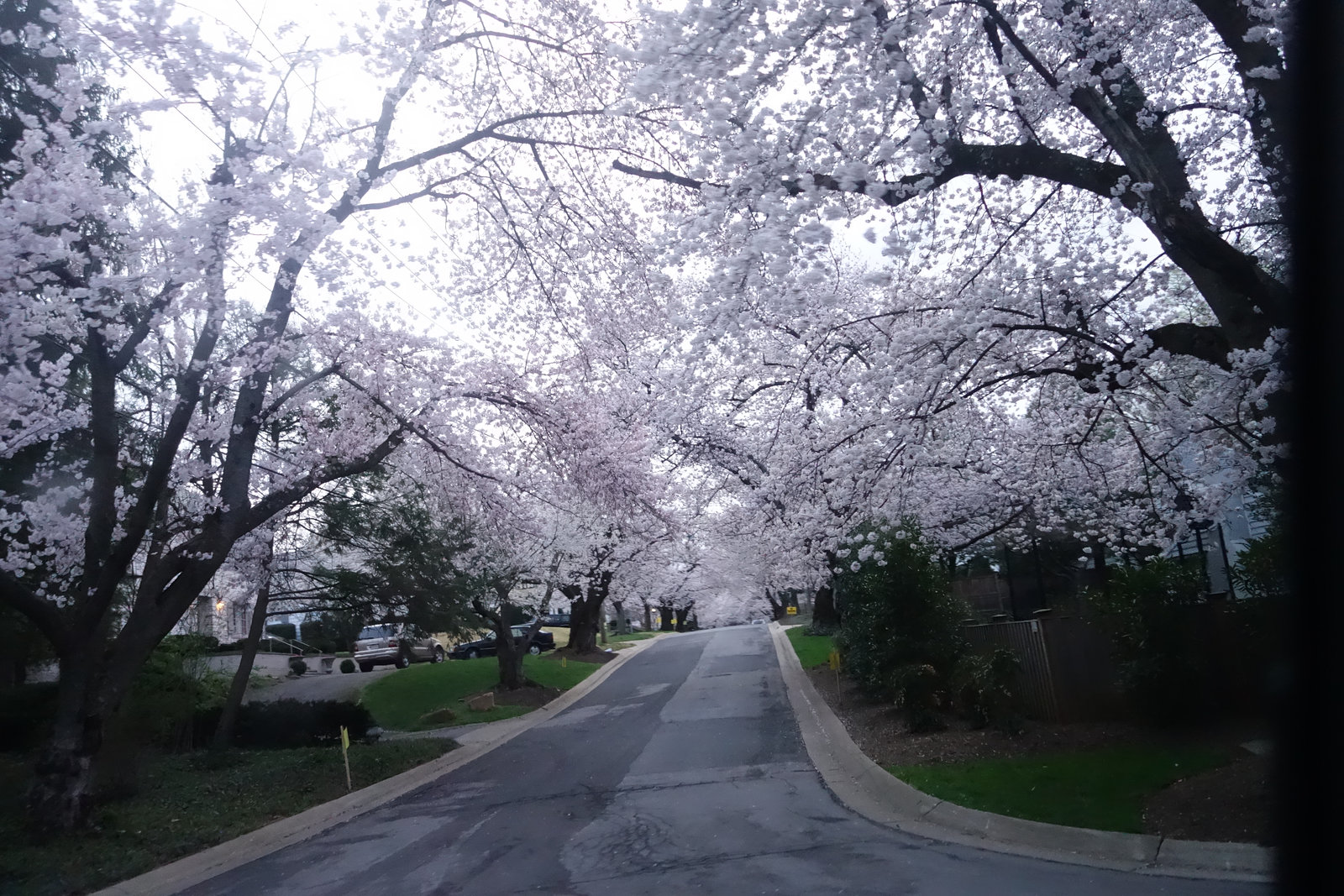 Kenwood Cherry Trees