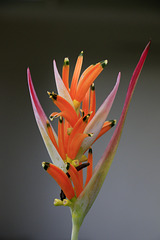 Parrot's Beak Heliconia