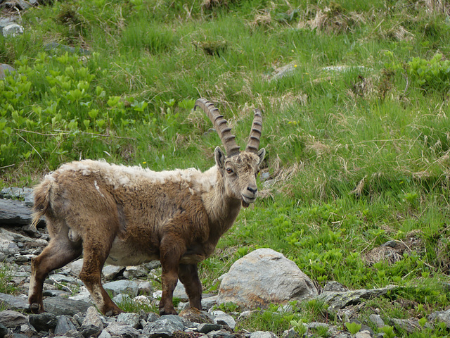 20160611 -18 Rando Meribel Les allues -Jour1 (169)