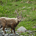 20160611 -18 Rando Meribel Les allues -Jour1 (169)