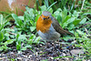 20150315 7455VRTw [D~RI] Rotkehlchen (Erithacus rubecula), Rinteln