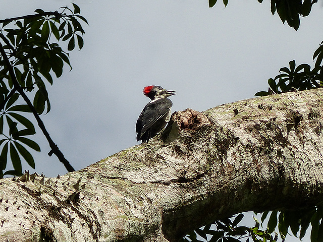 Lineated Woodpecker, on way to Manzanilla Beach