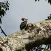 Lineated Woodpecker, on way to Manzanilla Beach