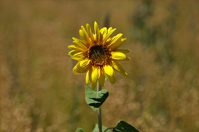 Standort: Sonnig und heiß