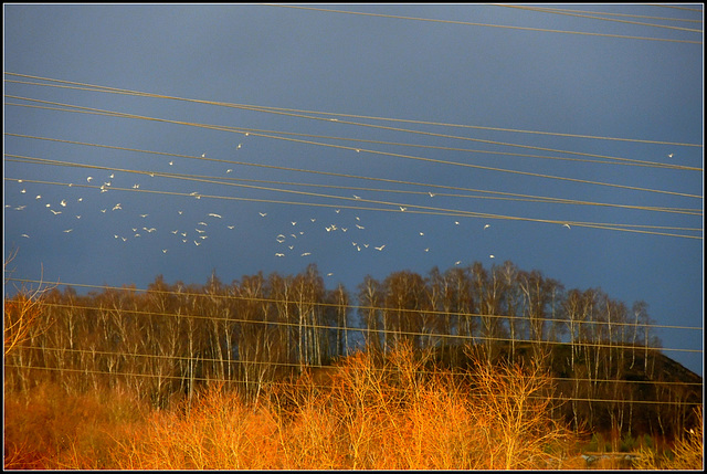 Silver birds