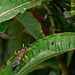 Figwort Sawfly