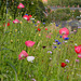 Summer wild flowers