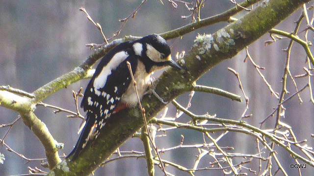 Greater Spotted Woodpecker