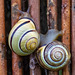 Snails meeting