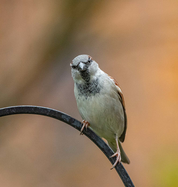 Sparrow