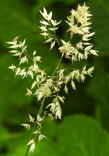 20210722 1879CPw [D~LIP] Wolliges Honiggras (Holcus lanatus), Bad Salzuflen