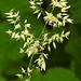 20210722 1879CPw [D~LIP] Wolliges Honiggras (Holcus lanatus), Bad Salzuflen