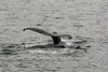 Alaska, Tail Fin of a Humpback Whale in Valdez Bay