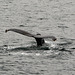 Alaska, Tail Fin of a Humpback Whale in Valdez Bay