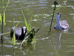 EOS 90D Peter Harriman 10 09 32 82055 coots dpp