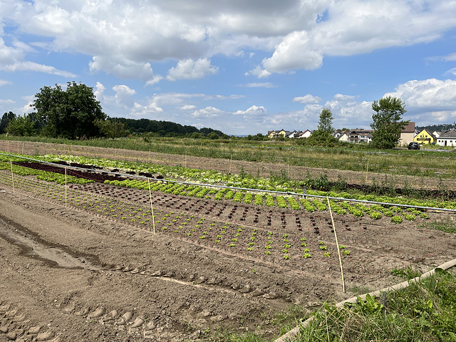 Zaun auf Niederwerth