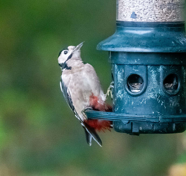 Great spotted woodpecker