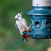 Great spotted woodpecker