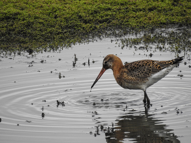 Black-tailed godwit