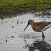 Black-tailed godwit