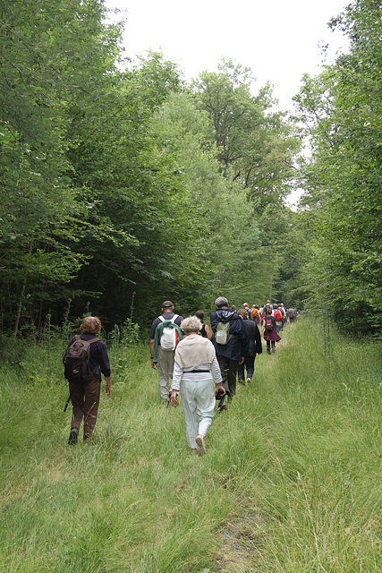 Randonnée Bombon-La Chapelle Gauthier-Bombon  - 20/06/2015