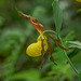 Cypripedium parviflorum var. parviflorum (Small Yellow Lady's-slipper orchid)