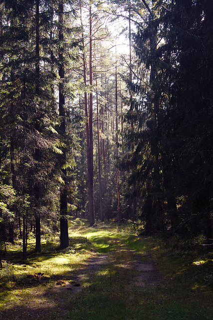 Białowieża