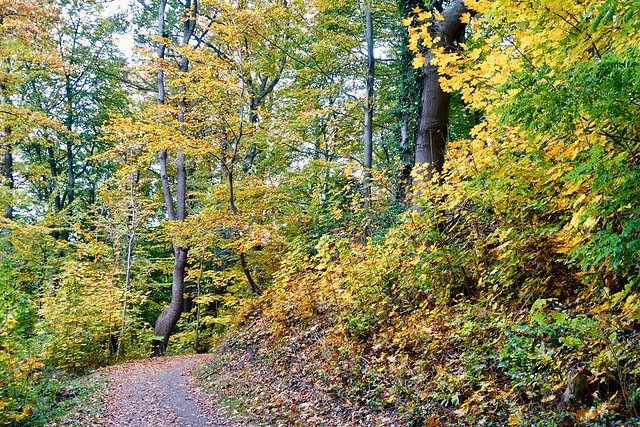 -waldweg-01867-co-30-10-16