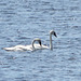 Alaskan Swans