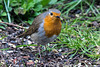 20150315 7457VRTw [D~RI] Rotkehlchen (Erithacus rubecula), Rinteln