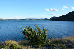 Chile, Lake of Pehoe and Chilean Firebush in the Foreground