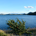 Chile, Lake of Pehoe and Chilean Firebush in the Foreground