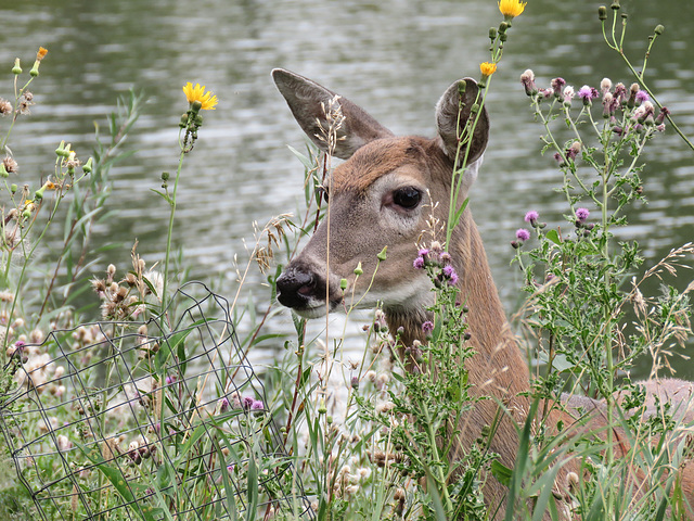 White-tailed Deer