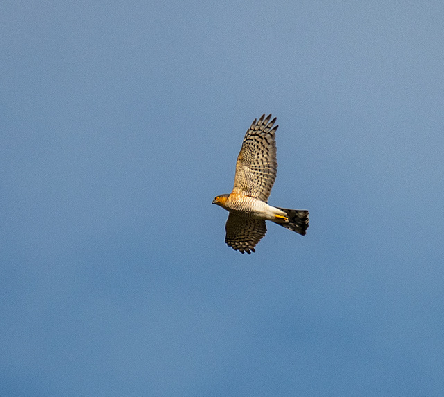 Sparrowhawk in flight