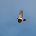 Sparrowhawk in flight